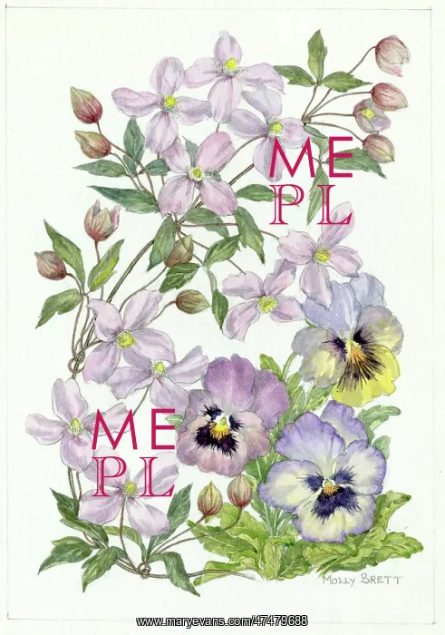 : Clematis and pansies : Clematis and pansies