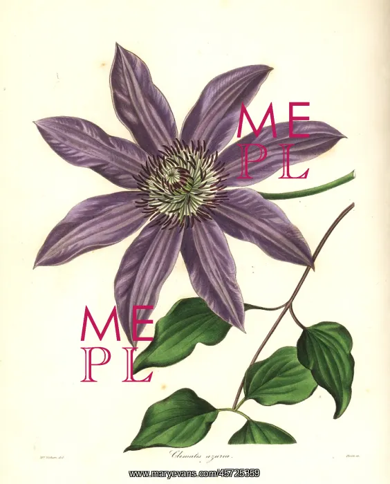 : Clematis patens : Clematis patens