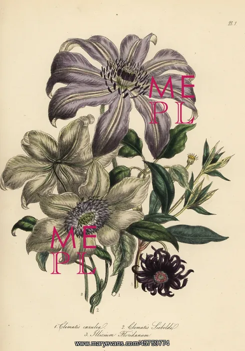 : Clematis varieties : Clematis varieties