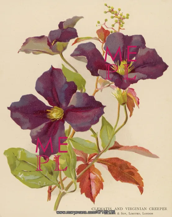  : CLEMATIS / VIRGINIA CREEP