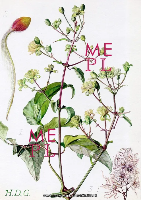  : Clematis vitalba