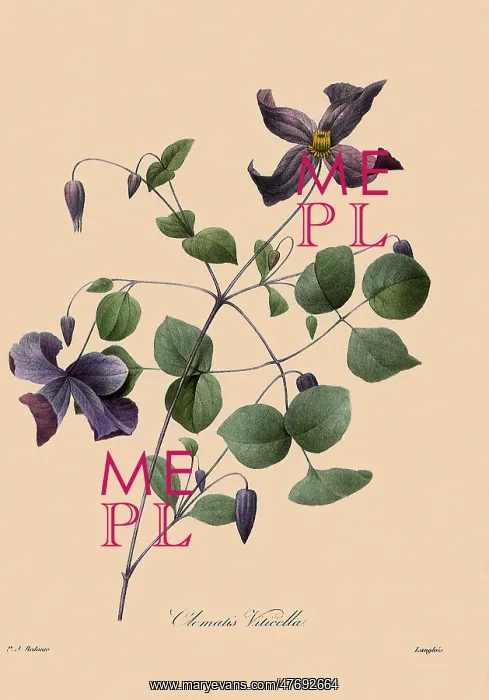 : Clematis viticella : Clematis viticella