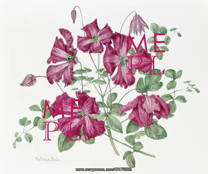 : Clematis Viticella Royal Velours : Clematis Viticella Royal Velours