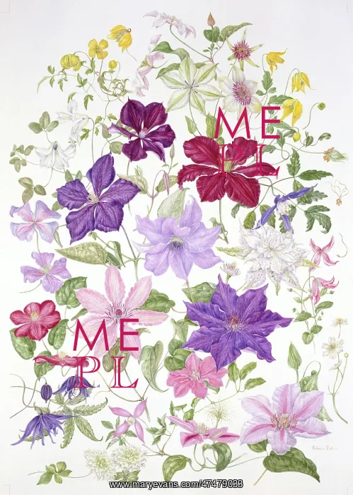 : The Clematis Year ' 22 varieties of clematis : The Clematis Year ' 22 varieties of clematis