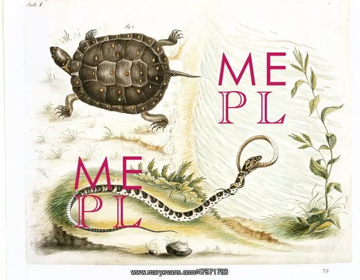 : Clemmys guttata, spotted turtle : Clemmys guttata, spotted turtle
