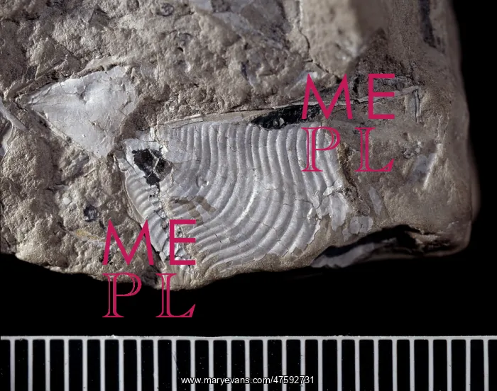 : Cleodora sp. holoplanktonic mollusc : Cleodora sp. holoplanktonic mollusc