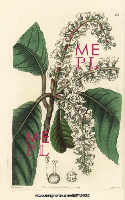 : Clethra mexicana : Clethra mexicana