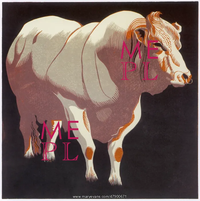 : The Cley Marsh Bull : The Cley Marsh Bull