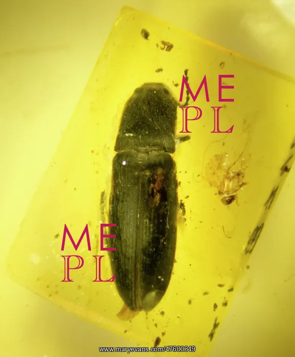 : Click beetle in amber : Click beetle in amber