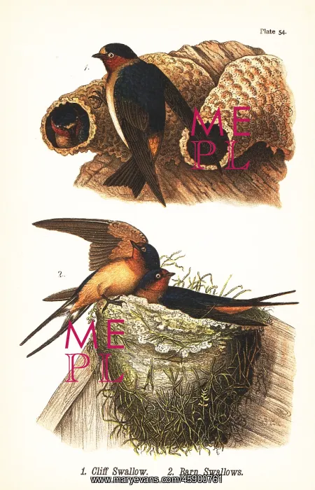 : Cliff swallow and barn swallow : Cliff swallow and barn swallow