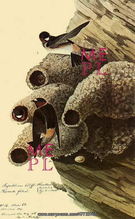  : Cliff Swallows