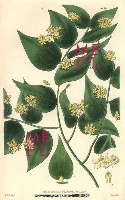 : Climbing butcher's broom, Ruscus androgynus : Climbing butcher's broom, Ruscus androgynus