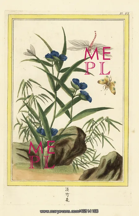 : Climbing dayflower, Commelina diffusa : Climbing dayflower, Commelina diffusa