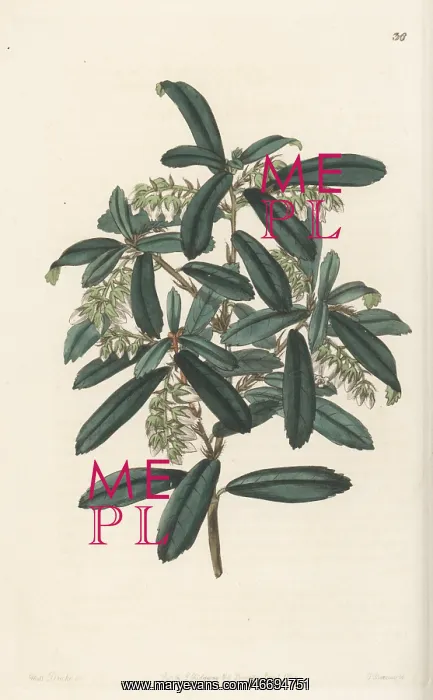 : Climbing fetterbush, Pieris phillyreifolia : Climbing fetterbush, Pieris phillyreifolia