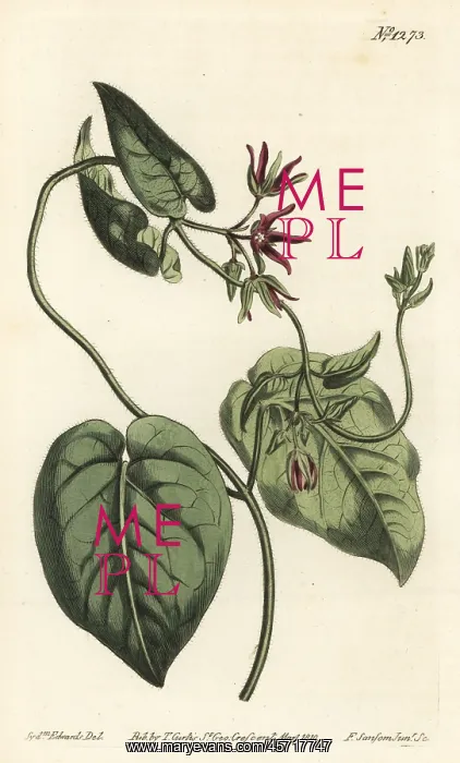 : Climbing milkvine, Matelea obliqua : Climbing milkvine, Matelea obliqua