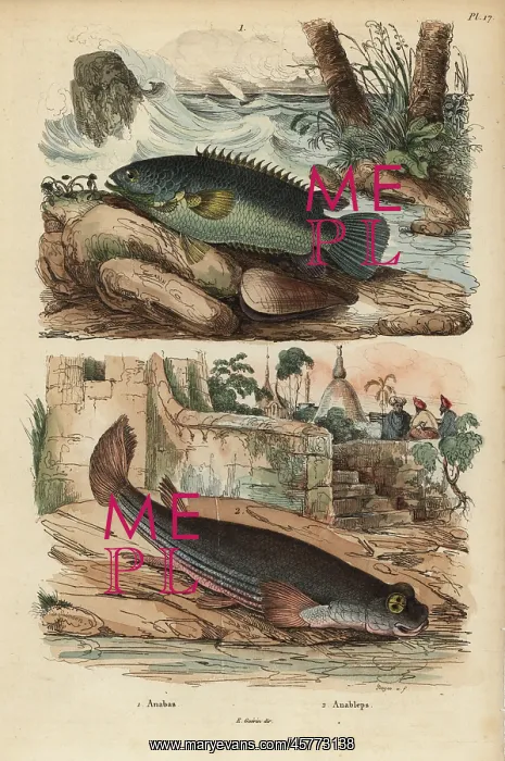: Climbing perch and four-eyed fish : Climbing perch and four-eyed fish