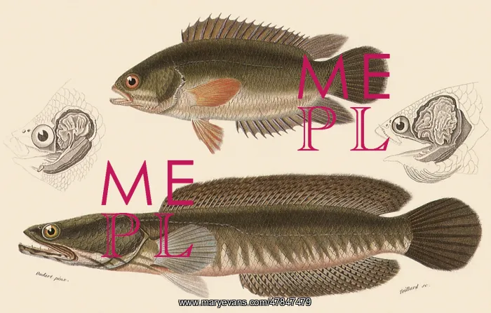  : Climbing Perch and Snake-Headed Fish
