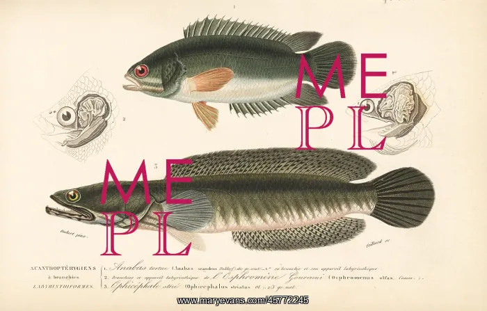 : Climbing perch and snakehead murrel : Climbing perch and snakehead murrel