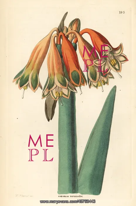 : Clinanthus incarnatus : Clinanthus incarnatus