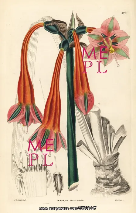 : Clinanthus incarnatus : Clinanthus incarnatus