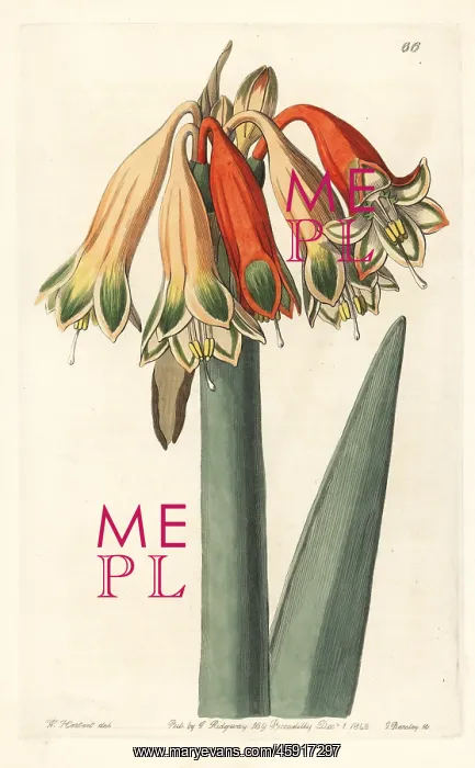: Clinanthus incarnatus : Clinanthus incarnatus