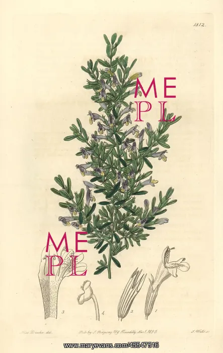 : Clinopodium chilense : Clinopodium chilense