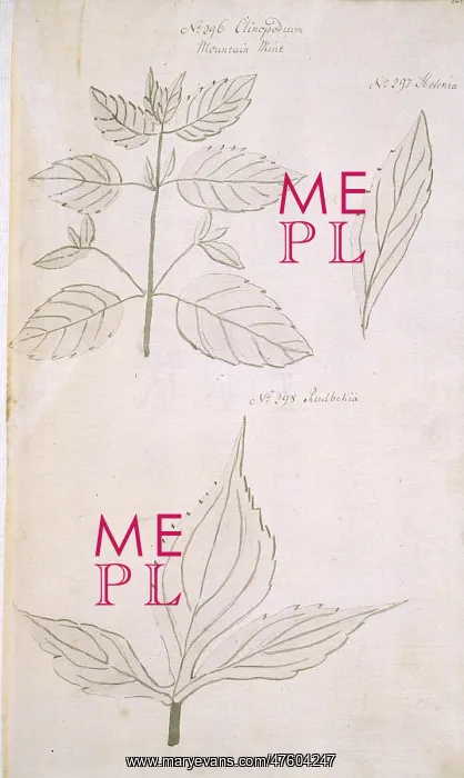 : Clinopodium vulgare, wild basil : Clinopodium vulgare, wild basil