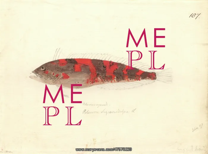 : Clinus superciliosus, super klipfish : Clinus superciliosus, super klipfish