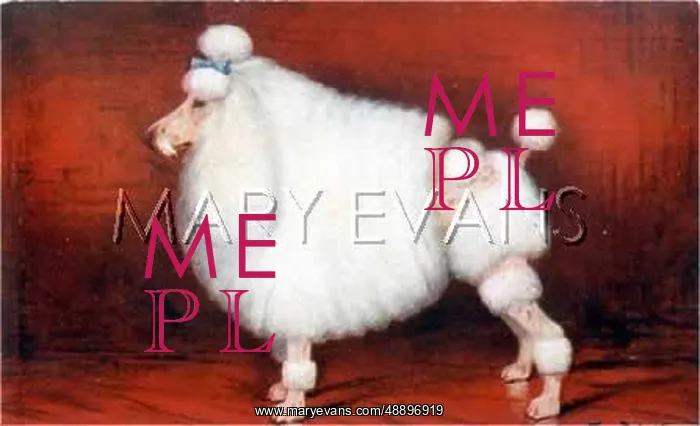  : CLIPPED POODLE (DAWS)