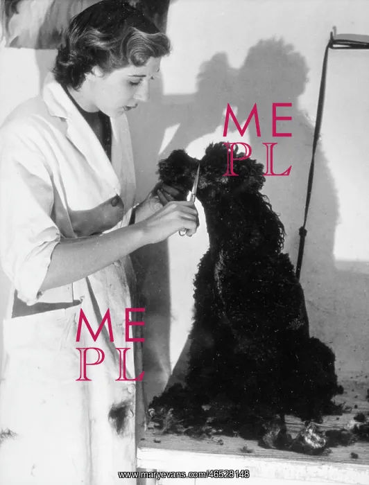 : CLIPPING A POODLE / BLACK : CLIPPING A POODLE / BLACK