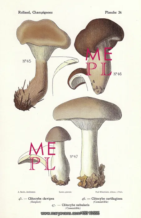 : Clitocybe mushrooms : Clitocybe mushrooms
