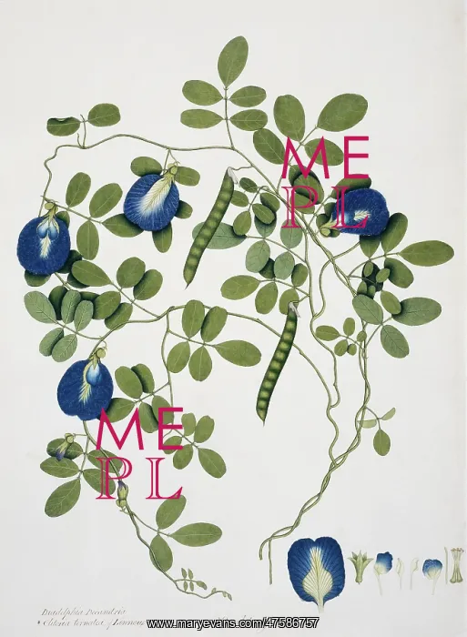 : Clitoria ternatea Linn. butterfly pea : Clitoria ternatea Linn. butterfly pea