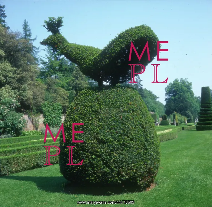 : Cliveden, Bucks - Peacock Topiary in the Gardens : Cliveden, Bucks - Peacock Topiary in the Gardens