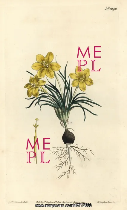 : Clockflower, Moraea fugacissima : Clockflower, Moraea fugacissima