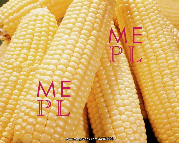 : Close up Pile of Yellow Corn : Close up Pile of Yellow Corn
