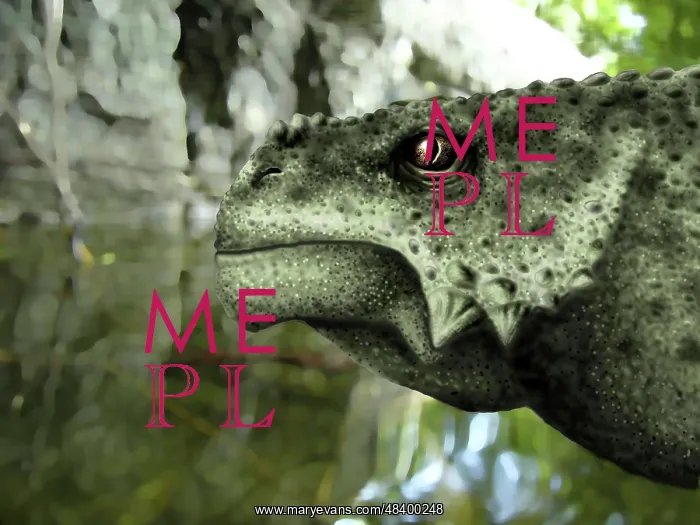 : Close-up of the head of a Scutosaurus karpinskii : Close-up of the head of a Scutosaurus karpinskii