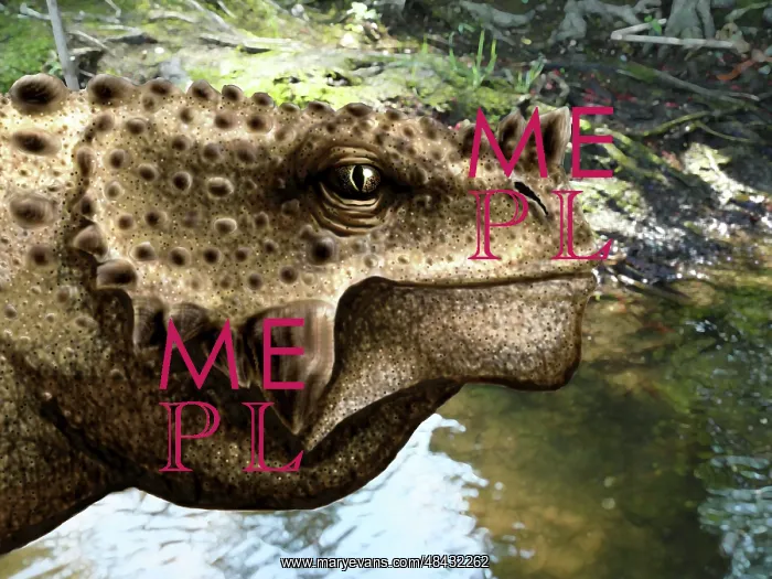 : Close-up of the head of a Scutosaurus tuberculatus : Close-up of the head of a Scutosaurus tuberculatus