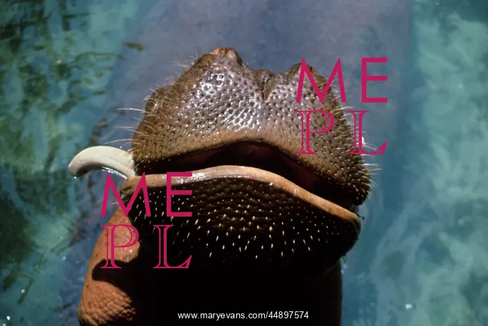 : CLOSE-UP OF HIPPOPOTAMUS SNOUT WITH ONLY ONE : CLOSE-UP OF HIPPOPOTAMUS SNOUT WITH ONLY ONE
