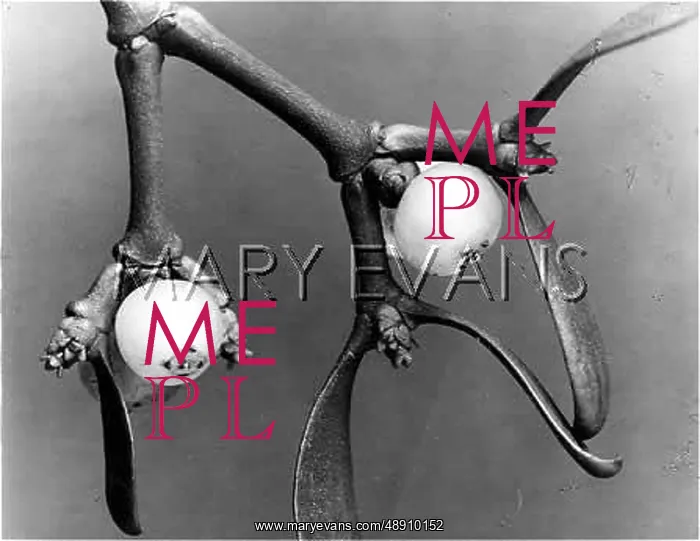  : CLOSE-UP OF MISTLETOE