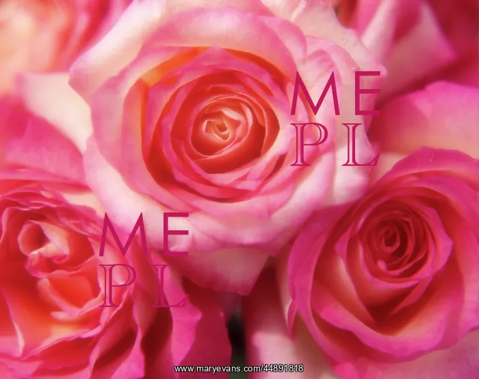  : CLOSE-UP OF PINK ROSES
