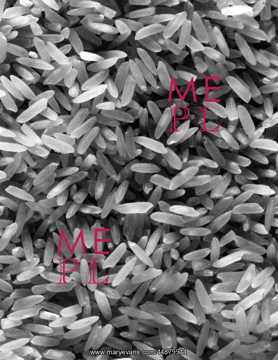  : CLOSE-UP OF RICE