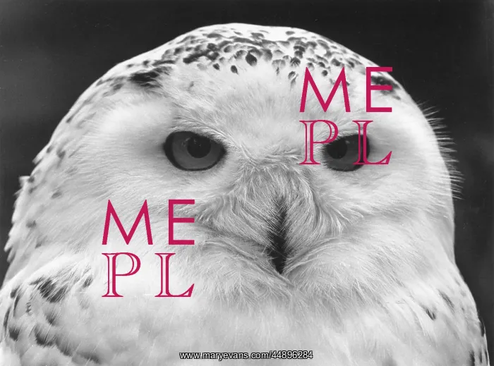 : Close-up of a Snowy Owl : Close-up of a Snowy Owl