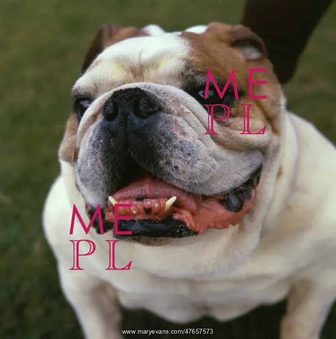  : Closeup of a bulldog