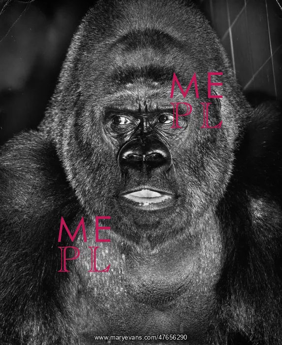  : Closeup of a gorilla