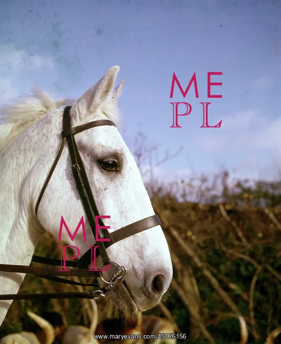 : Closeup of white horse in bridle : Closeup of white horse in bridle