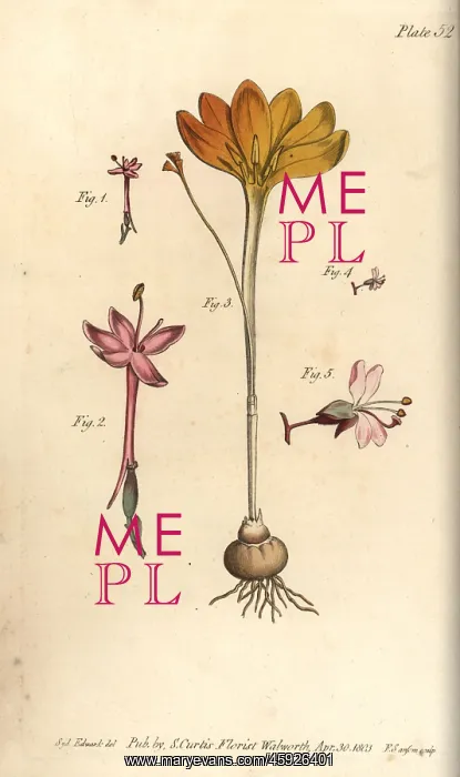 : Cloth of gold, Crocus angustifolius and enchanter's : Cloth of gold, Crocus angustifolius and enchanter's