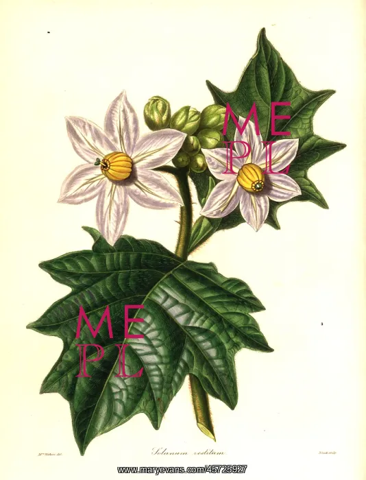 : Clothed solanum, Solanum vestitum : Clothed solanum, Solanum vestitum