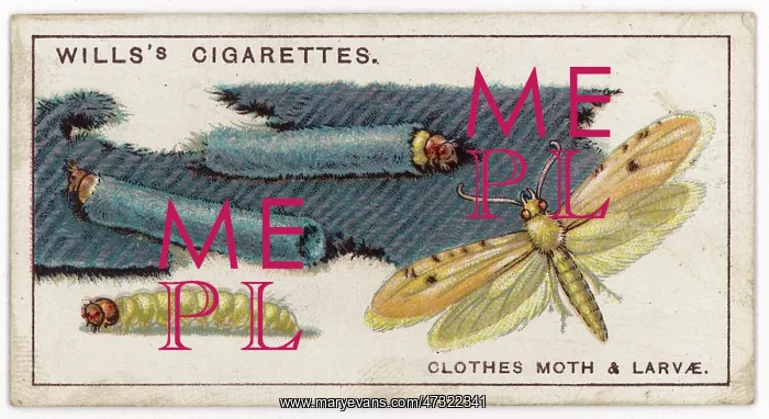  : CLOTHES MOTH
