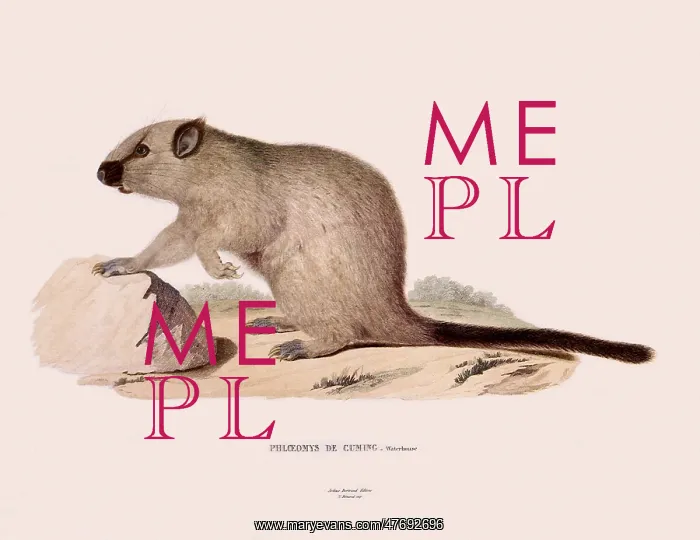  : Cloud Rat