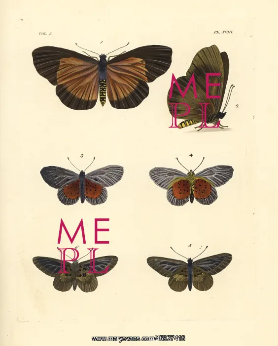 : Clouded bemastistes, glassy acraea and white : Clouded bemastistes, glassy acraea and white